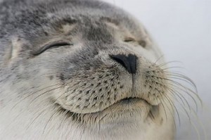 Create meme: satisfied, seal of approval, sea lion