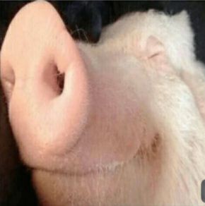 Create meme: swine fever, mumps, pig