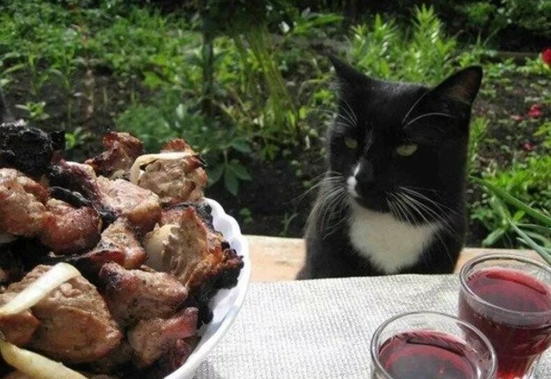 Create meme: cat and barbecue, a cat with a barbecue, cat and barbecue