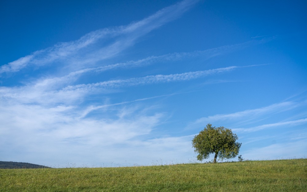 Create meme: trees sky, A tree in a field, Nature sky