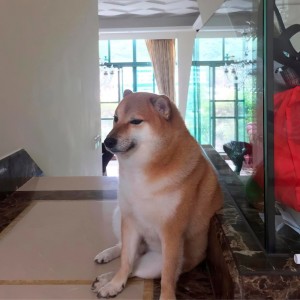 Create meme: dog, the breed is Shiba inu