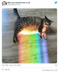 Create meme: cats, funny cats, rainbow cat