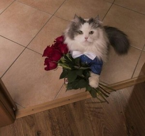 Create meme: cat with a bouquet of flowers, the cat gives flowers, kitten with a bouquet of flowers
