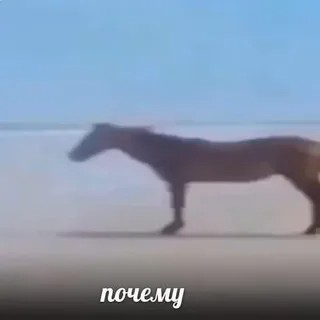 Создать мем: ладно лошадь, мем с лошадью, лошадь у моря