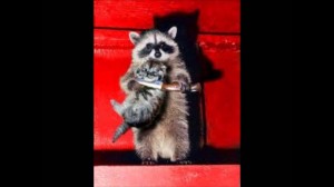 Create meme: funny raccoons, enotice, fun with raccoons