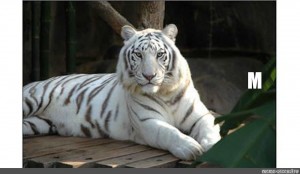 Create meme: white Bengal tiger, Bengal tiger
