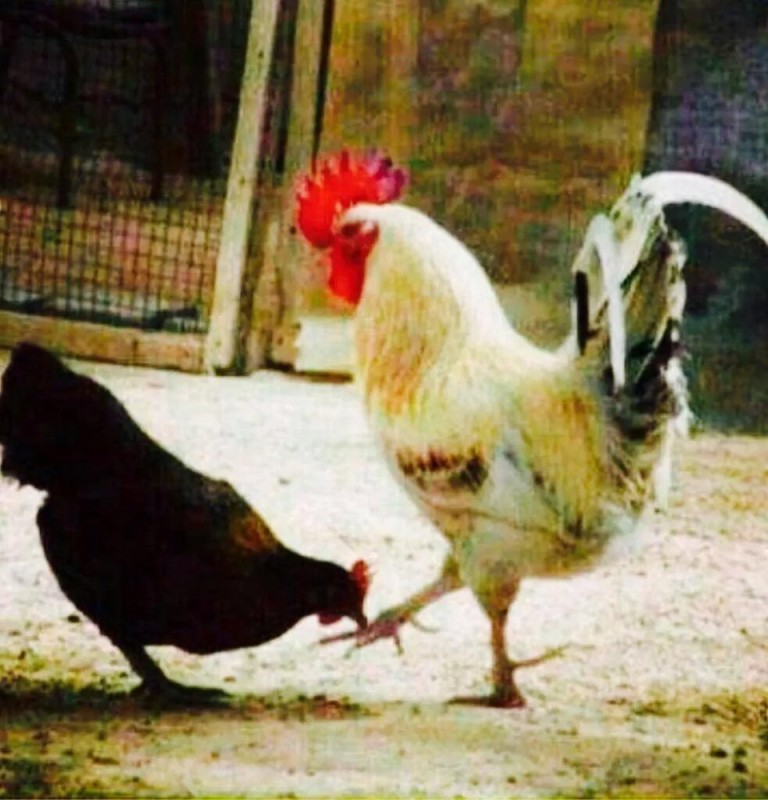 Create meme: meme cock , hen and rooster , the rooster kisses the chicken