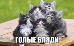 Create meme: cat, kittens a lot, kitty