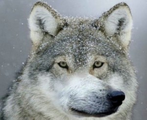 Create meme: wolf, funny wolf, wolf wolf