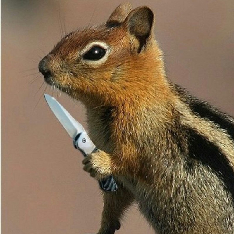 Create meme: Alvin and the chipmunks, angry chipmunk, The squirrel knife