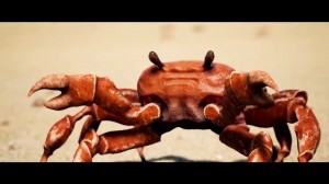 Create meme: crab rave wallpaper, crab images of crab-rave, crab from crab rave