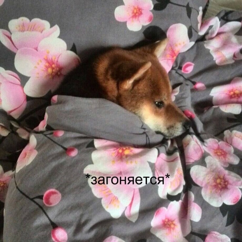 Create meme: shiba inu, dog , Shiba inu dog