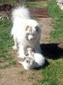 Create meme: the Samoyed