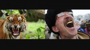 Создать мем: улыбающийся тигр, большой тигр, тигр морда