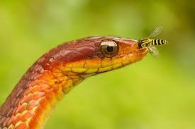 Создать мем: reptile, красивые фото змей, рептилии