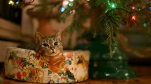 Создать мем: кошка взгляд, christmas, cat