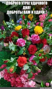 Create meme: the flowers of Dutch roses, roses, Flowers
