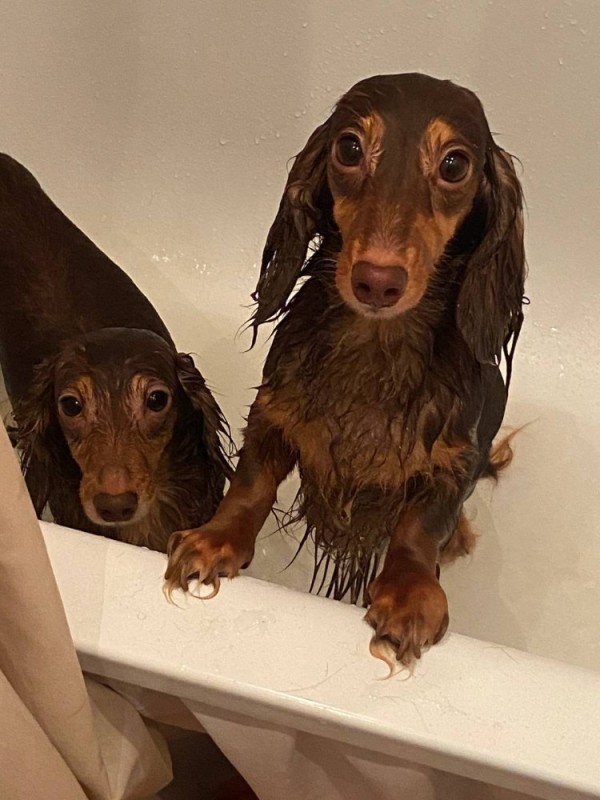 Create meme: Dachshund , rabbit dachshund, dog Dachshund