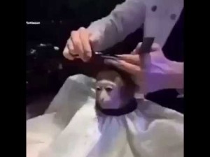 Создать мем: обезьяну подстригают, мартышку стригут, обезьянку стригут в парикмахерской