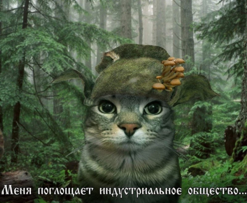 Create meme: cats , the Khajiit, the trick 