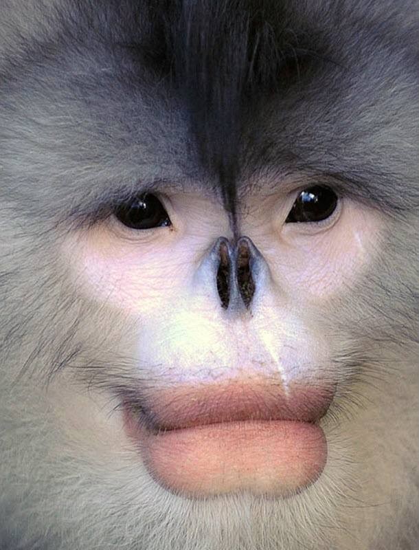 Create meme: monkey with red lips, monkey with lips, a monkey with a nose