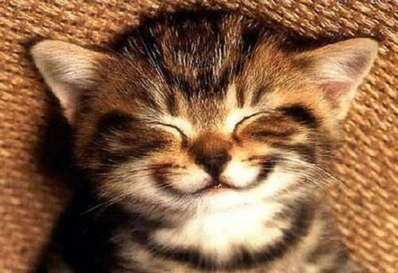 Create meme: smile , smiling cat , smile for a new day