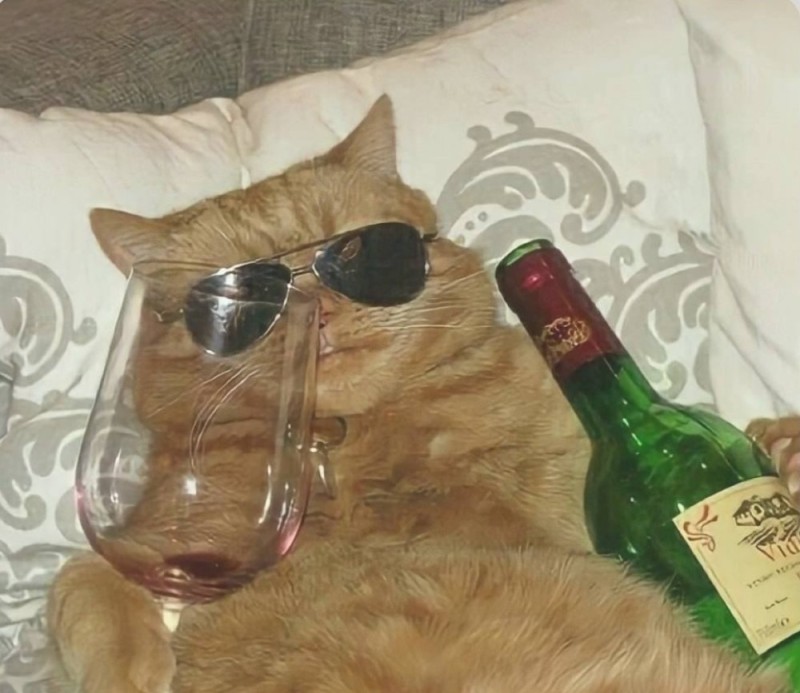 Create meme: cat with a glass meme, cat with a bottle, cat with a bottle