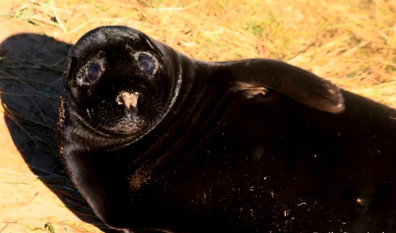 Create meme: the seal is black, black navy seal, navy seal black seal