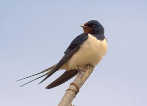 Create meme: Swallow, barn swallow 7, bird swallow