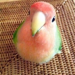 Create meme: parrots lovebird, budgie, lovebird watermelon