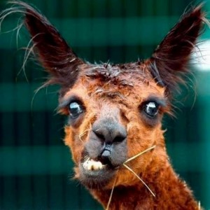 Create meme: the funny muzzles, funny pictures of animals, Lama funny