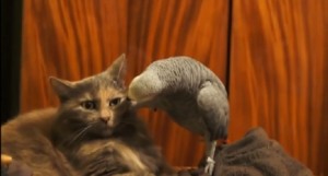 Create meme: a parrot at a cat, the cat and the parrot questioned the cat, parrot interrogating the cat