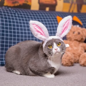 Create meme: rabbit cat, cat with Bunny ears