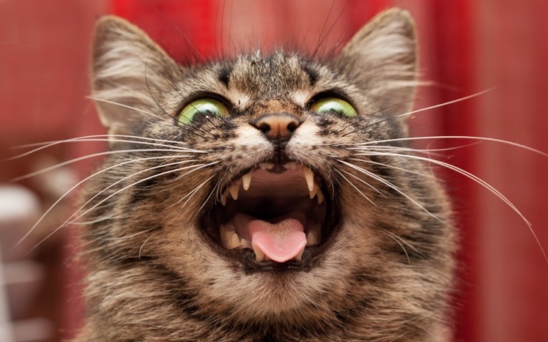 Create meme: a rabid cat , screaming cat , evil cat