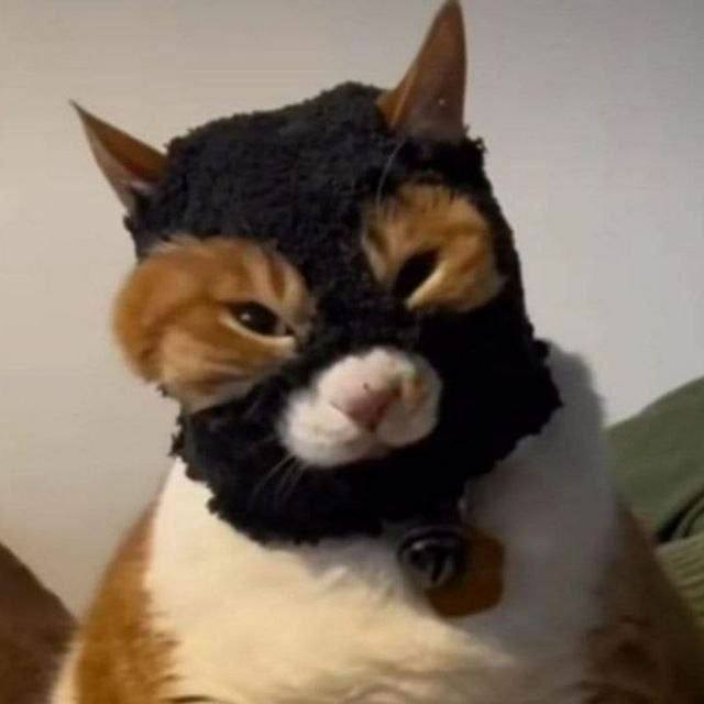 Create meme: The mask of the evil cat, cat , Mammy cat