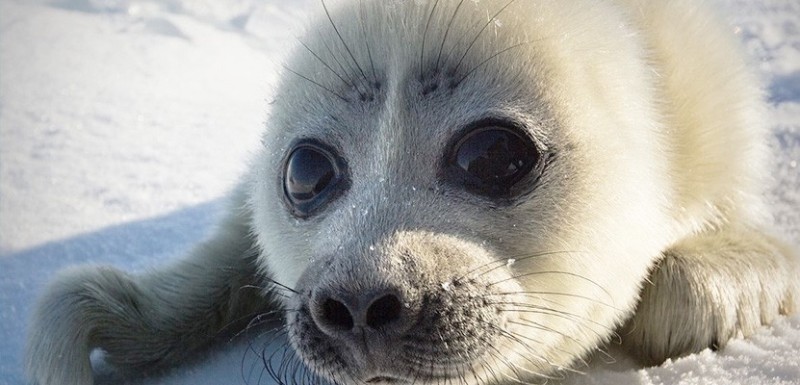 Create meme: baby seal, seal belek, baikal seal