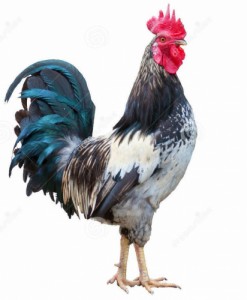 Create meme: chicken, rooster, KOKOKOKO