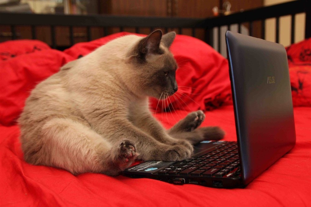 Создать мем: кот за ноутом, кошка с ноутбуком, котик за компьютером
