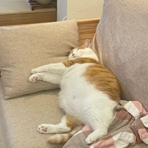 Создать мем: грустный толстый кот, жирный кот, толстый котик