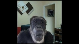 Создать мем: коммерческие цели, обезьяна горилла, мем обезьяна