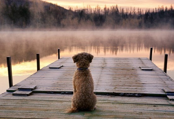 Create meme: A dog on the lake, Allison, Each of us is devoted