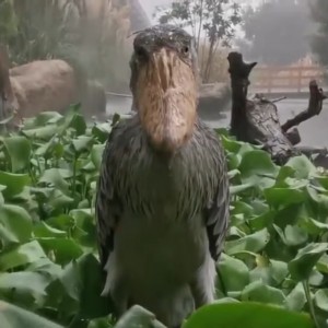 Create meme: the shoebill, the shoebill Heron Royal