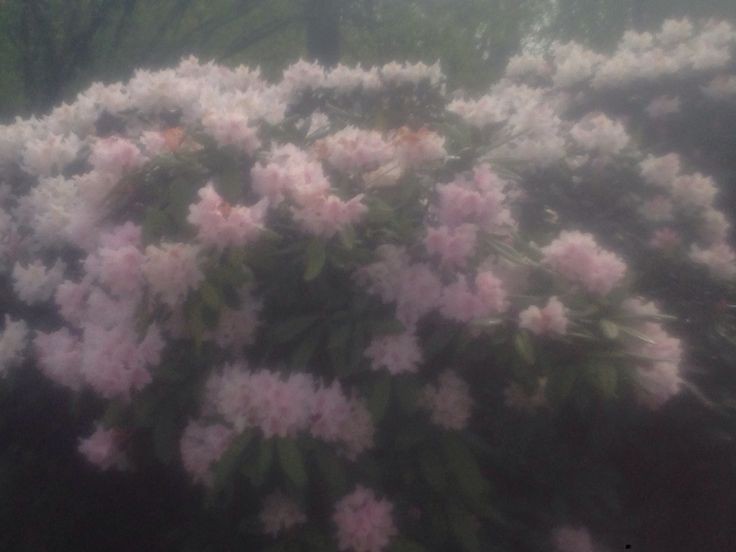 Create meme: rhododendron, hybrid rhododendron, flowers 