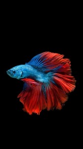 Create meme: betta fish 3d, Wallpaper fish rooster red, fish on the iphone 6s