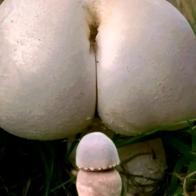 Create meme: giant mushrooms, unusual mushrooms, rare mushrooms