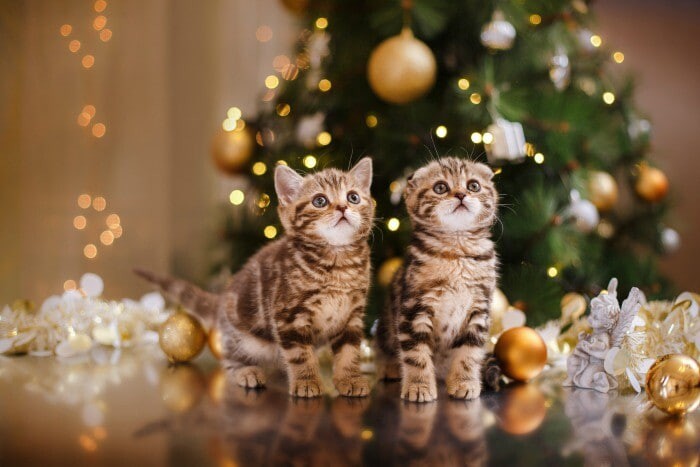 Создать мем: британские котята новый год, кошечка, милые кошечки