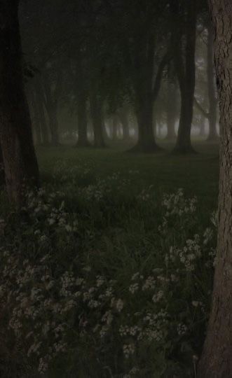 Создать мем: лес туман, темный лес, мрачный фон