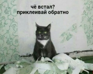 Создать мем: кошка, кошка психанула, кошечка