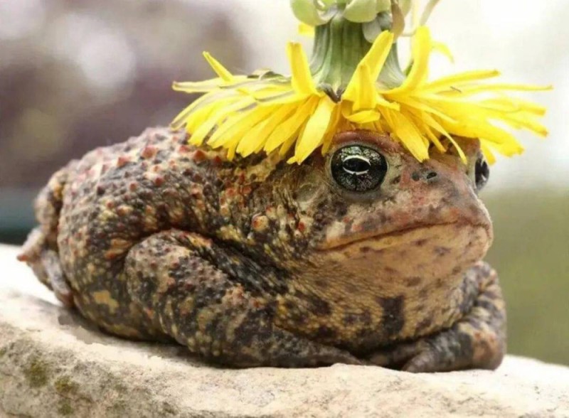 Create meme: toad , frog toad, yellow-eyed toad