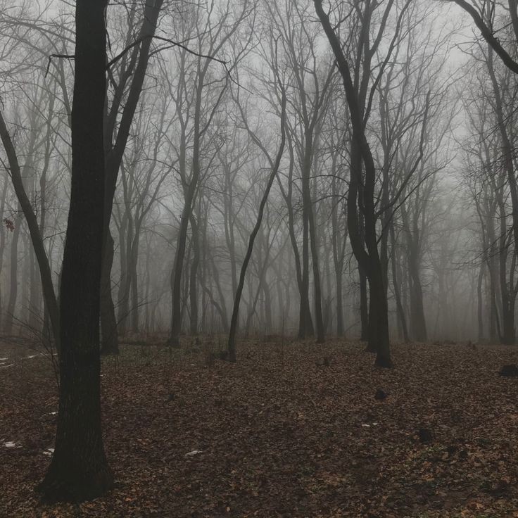 Создать мем: туманный лес сонная лощина, лес туманный, лес туман